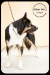 Kumpel Foster Needed