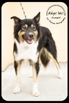 Kumpel Foster Needed