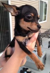 Screech -Puppy