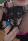 Screech -Puppy