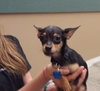 Screech -Puppy