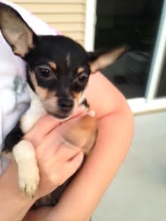 Gordita -Puppy