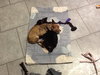 Chunga -Puppy