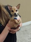 Chunga -Puppy