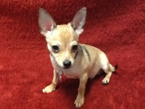 Chunga -Puppy