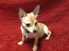 Chunga -Puppy