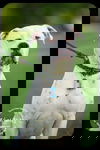 Goose