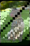 Goose