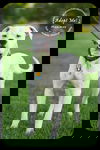 Goose