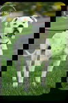 Goose