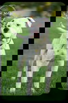 Goose