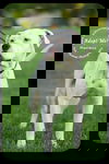 Goose