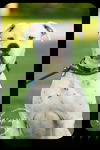 Goose