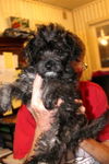 Moxie -Puppy