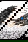 Moxie -Puppy