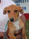 Pixie -Puppy