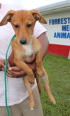 Pixie -Puppy