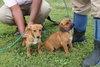 Pixie -Puppy