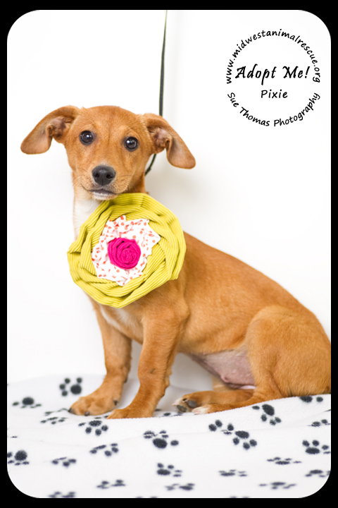 Pixie -Puppy
