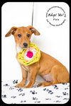 Pixie -Puppy