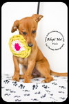 Pixie -Puppy