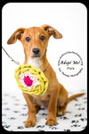 Pixie -Puppy