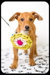 Pixie -Puppy