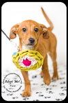 Pixie -Puppy