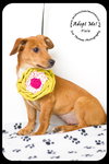 Pixie -Puppy