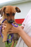 Dixon -Puppy