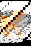 Dixon -Puppy