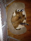 Dixon -Puppy