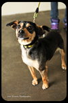 Corky