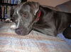 Gracie