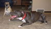 Gracie