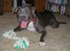 Gracie