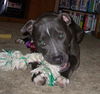 Gracie