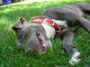 Gracie