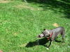 Gracie