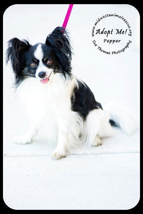 Pepper