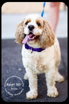 Millie