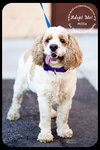 Millie