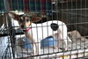 Bridgett -Puppy