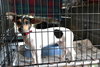 Bridgett -Puppy