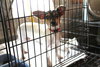 Bridgett -Puppy