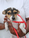 Bridgett -Puppy