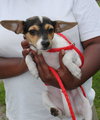 Bridgett -Puppy