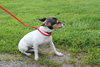 Bridgett -Puppy