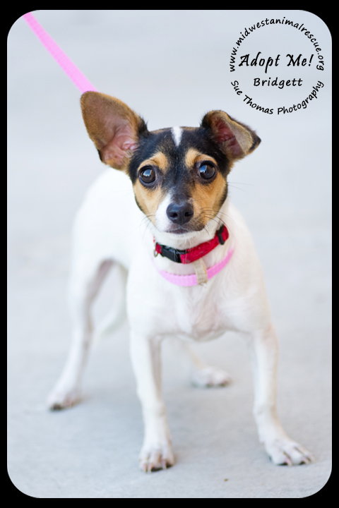Bridgett -Puppy