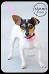 Bridgett -Puppy